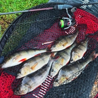 Fox Rage Mini Tiddler Mixed Colour Pack